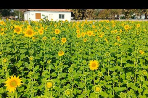 Karimnagar House | amrutha farm