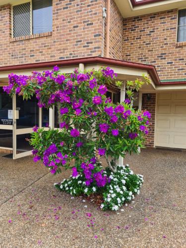 South Toowoomba Hotel | Country Gardens Motor Inn