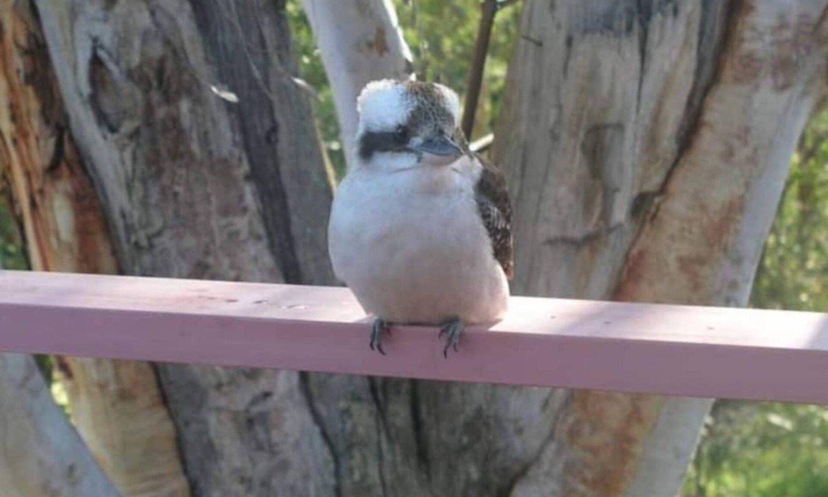 Vincentia House | Kookaburra Dreaming by Book Jervis Bay - Only 400m from the beach