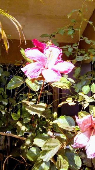 Gureghar Hotel | Strawberry Homes