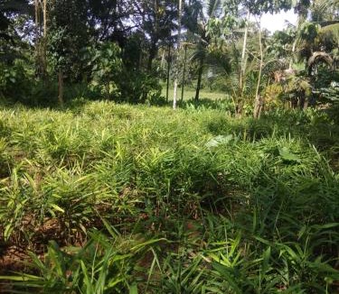 Irinjalakuda House | Aathira Agri Homes