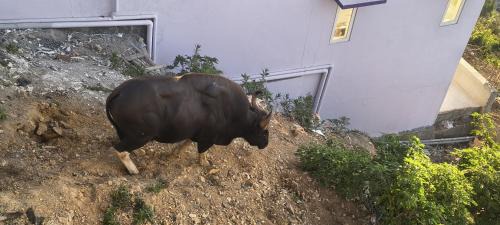 Kodaikanal House | AFIYA HOME STAy