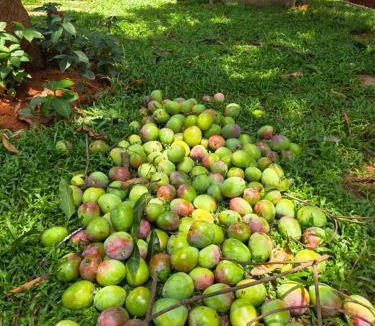 Surathkal Hostel | Billet