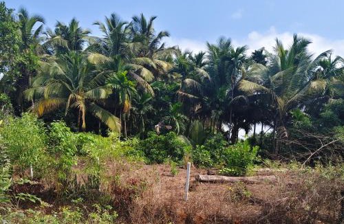 Hireguthi Hotel | Bliss Inn Cottages Gokarna
