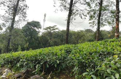 Elappara Villa | Cloud Cabin vagamon