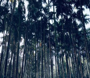 Sangameswarpet House | Coffee Grove Homestay