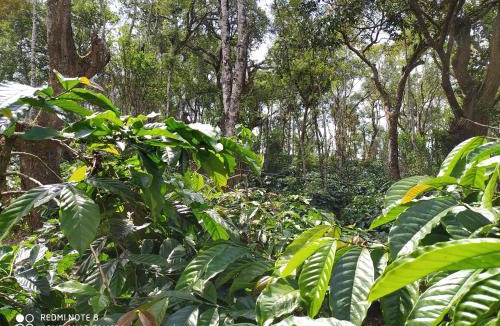 Somvarpet House | COFFEE NEST COORG