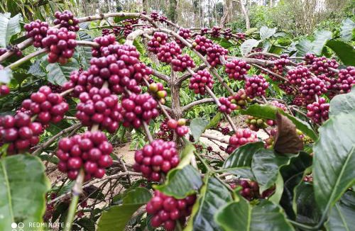 Somvarpet House | COFFEE NEST COORG