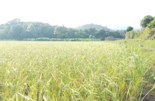 Madikeri Other | COORG CLlMATE FARM HOUSE