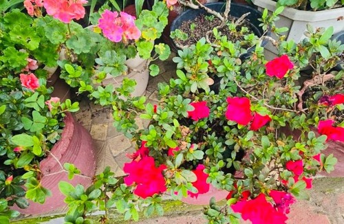Madikeri House | Cozy Coffee Estate Homestay Coorg Madikeri