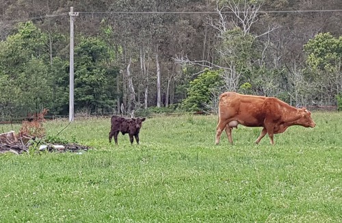 Kangaroo Valley Cabin | Farmstay, Cabins in Beautiful Kangaroo Valley