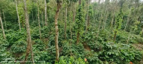 Vastare House | Gowdru homestay