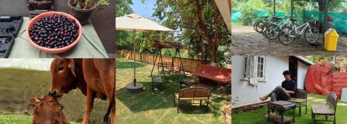 Paud House | Home Stay in Arogyam at Mulshi Backwaters