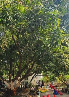 Talala House | Hotel Saffron Indian Spice Resort