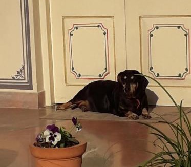 Jodhpur Bed & Breakfast | Jaswant Niwas