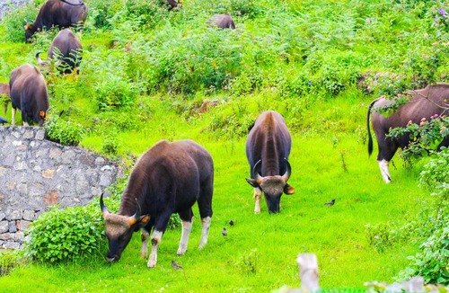 Kodaikanal Hotel | Kodai Outdoor Valley