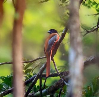 Devikolam House | Moss Perch - An immersive rainforest experiential stay