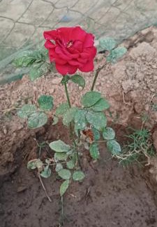 Kasrawad House | Narmada Home Stay
