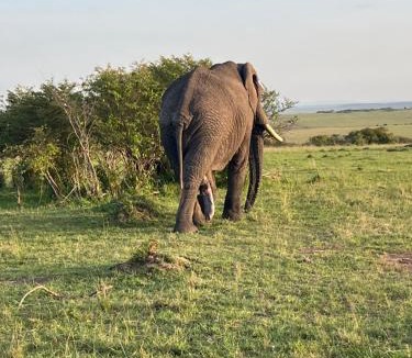 Maasai Mara Bed & Breakfast | RetoSafarisMara
