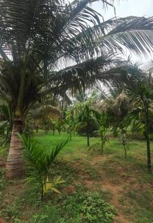 Khattalwada Resort | S R Nature Farms