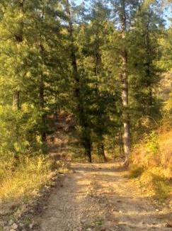 Shimla Apartment | Shanti Jungle cottage