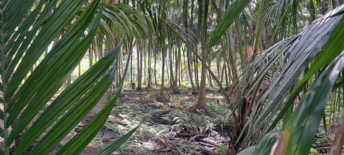 Chittur Villa | Sthala Organic Farm Stay