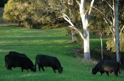 Rollands Plains House | Tambreet Cottage Farmstay