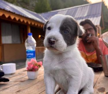 Brahmaur Hotel | The tribal homestay and cafe