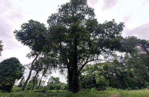 Kumbalam Resort | Warriam Road