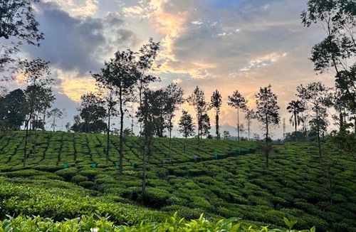 Vayittiri Resort | Wayanad Turmerica Premium Pool Resort