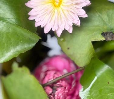 Kothamangalam House | Winter heaven with exotic fruits and flower garden