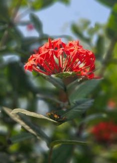 Ulhasnagar House | YR'S Nature Farmhouse