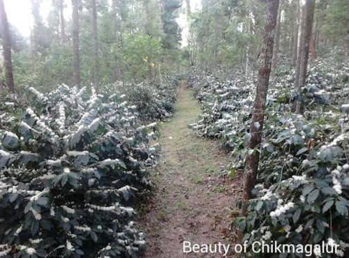 chikmagalurmalnadhomestay-8-1-4-7-4-8-0-5-2-3
