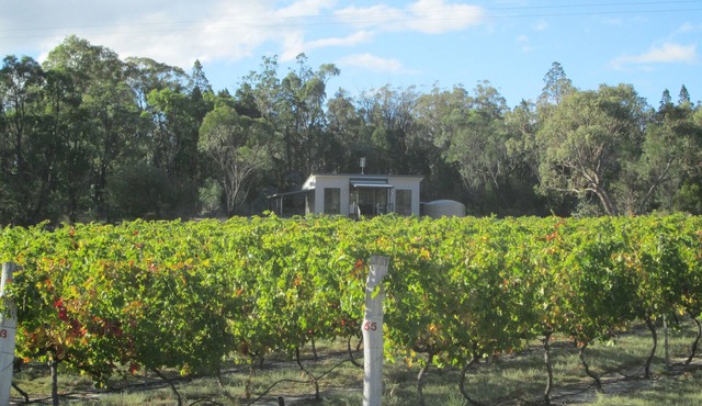 Clever Kid Wines
