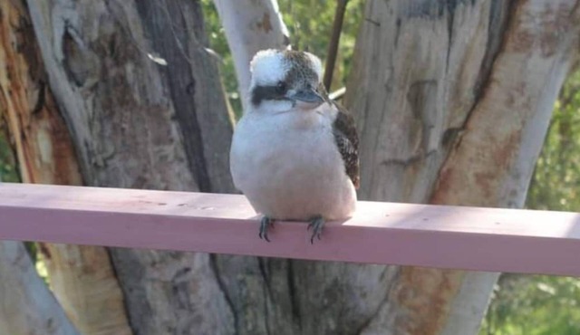 Kookaburra Dreaming by Book Jervis Bay - Only 400m from the beach
