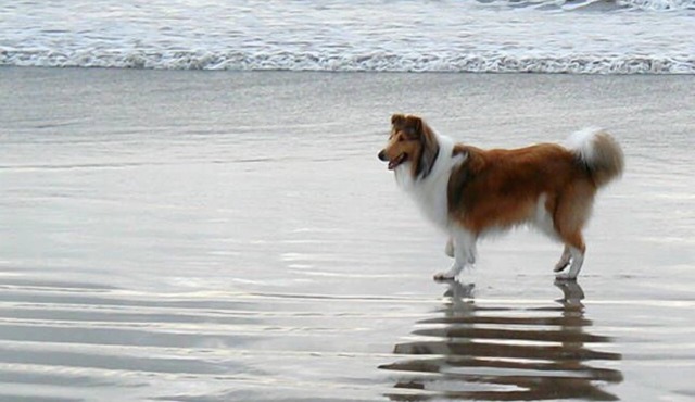 Pambula Beach! *Heaven No 1, 100% PetFriendly 2bdrm Beach Cottage Sleeps 4/5 ⛱️