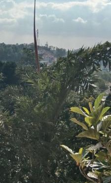 town view garden
