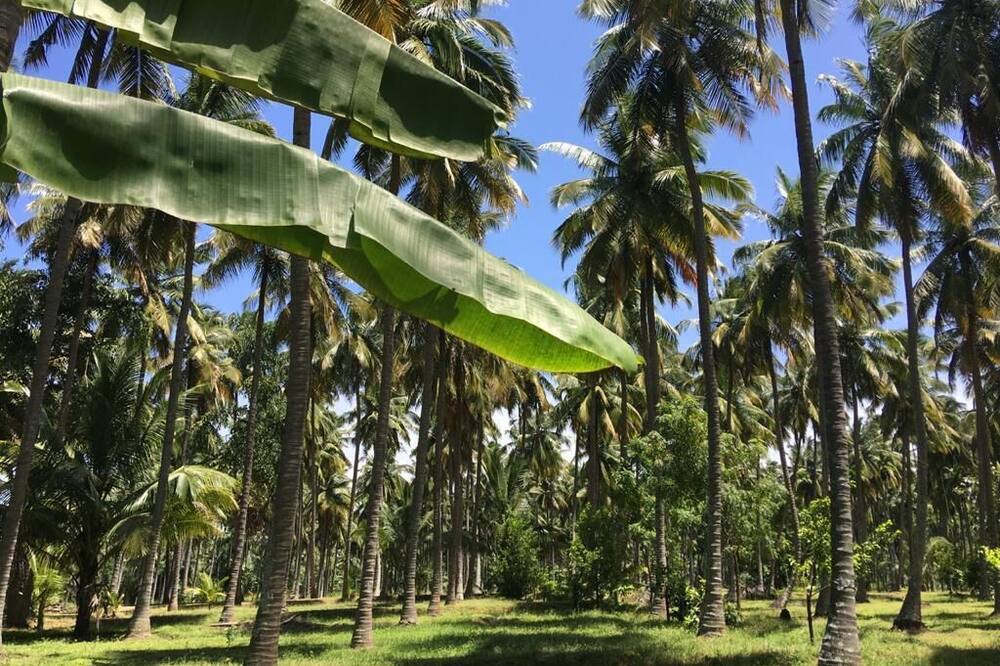 Photo of Others in Anaimalai