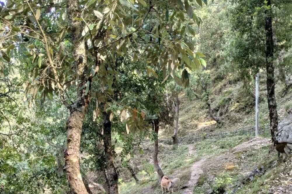 Photo of Outdoor in Kaul