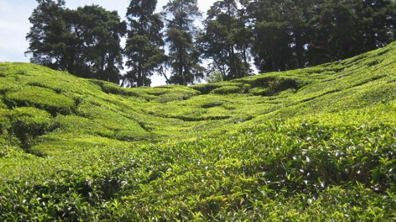 Photo of Others in Devikolam