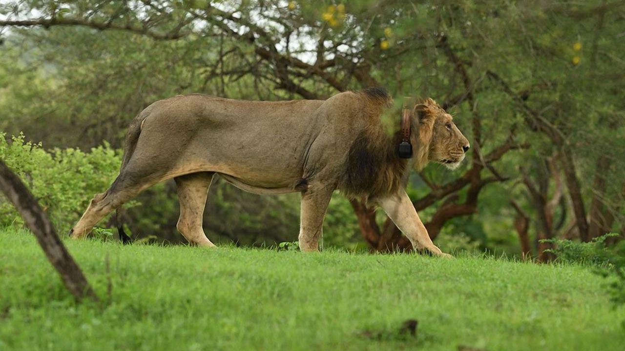 Photo of Others in Talala