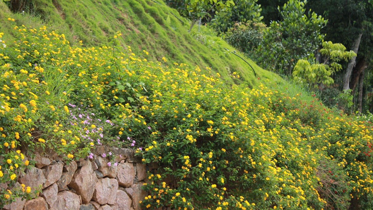 Photo of Outdoor in Thekkady