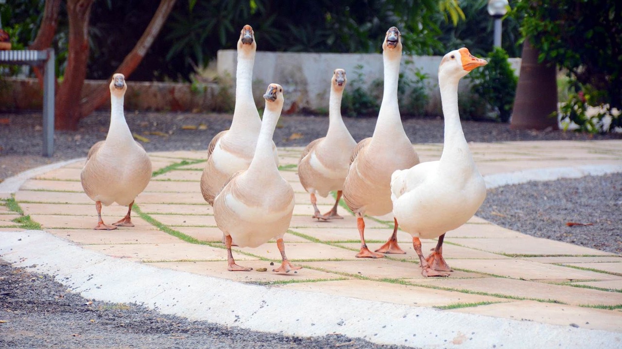 Photo of Others in Mendarda