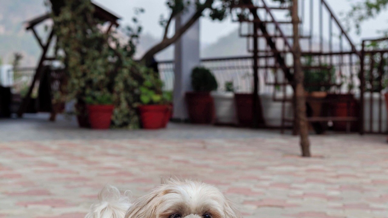 Photo of Outdoor in Nainital