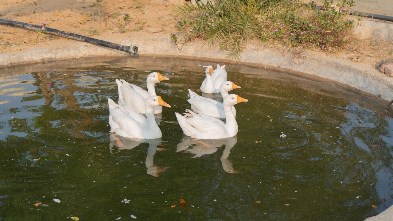 Photo of Outdoor in Nawalgarh