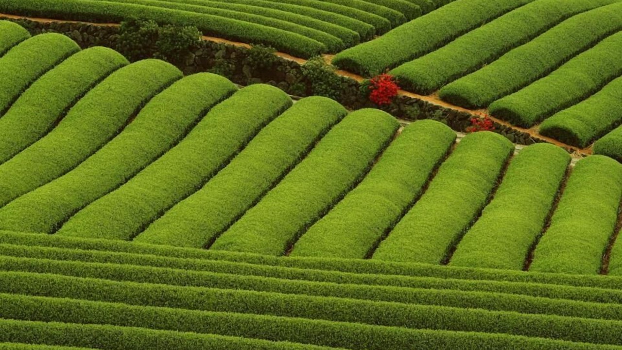 Photo of Others in Munnar