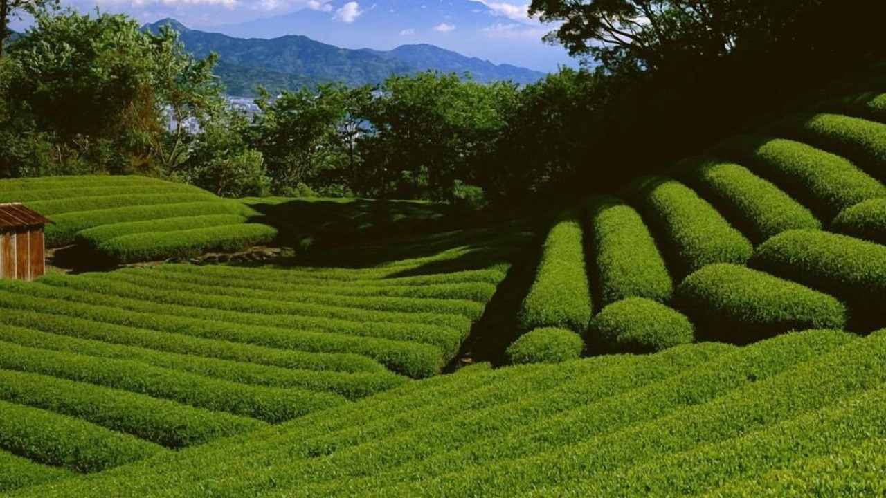 Photo of Others in Munnar