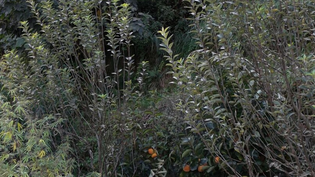 Photo of Outdoor in Banjar