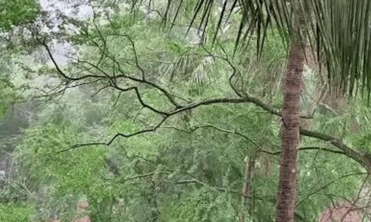 Photo of Outdoor in Canacona