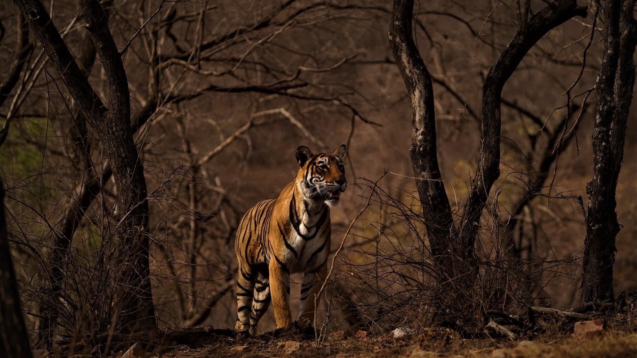 Photo of Others in Sawai Madhopur